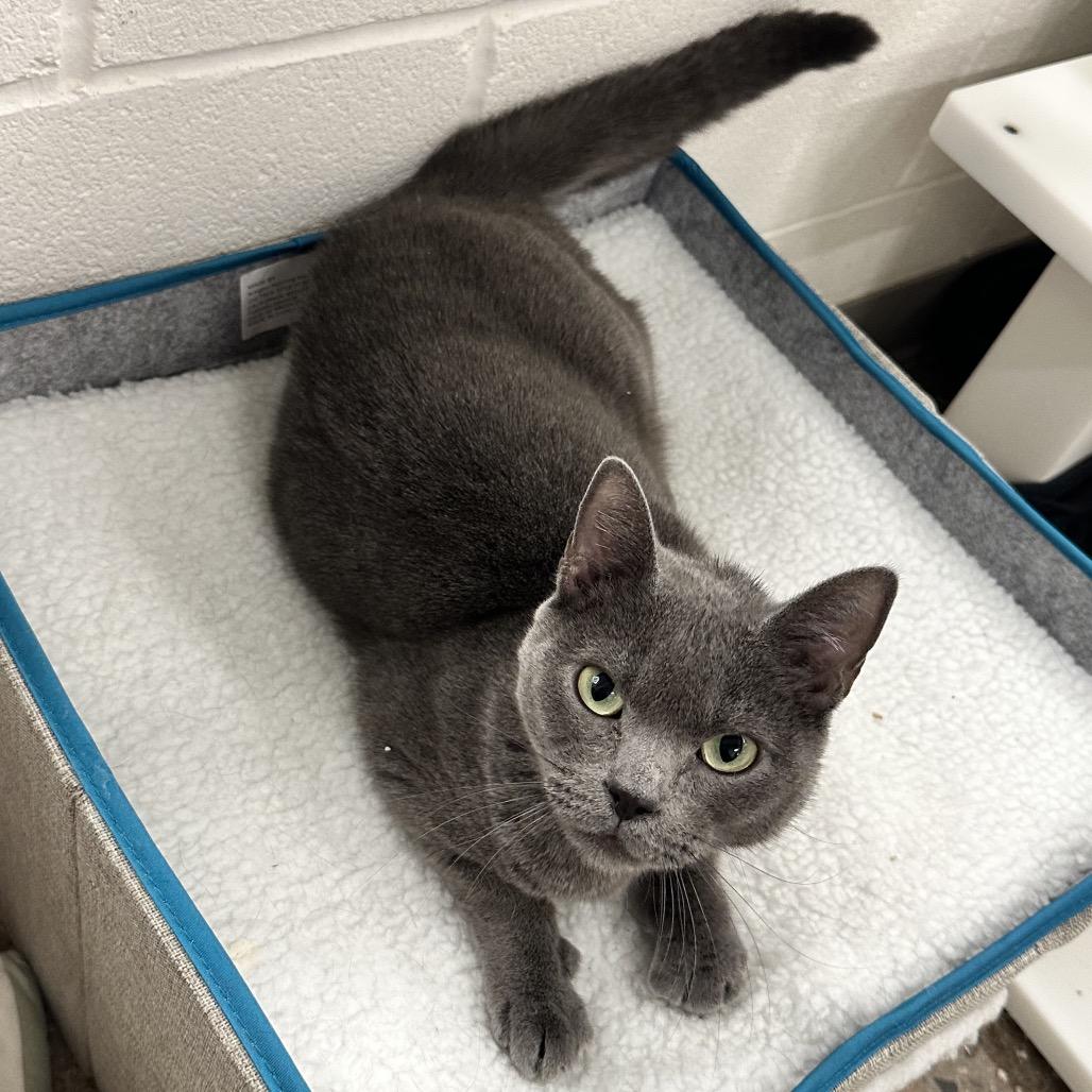 Enlarge Pizza, a Adoptable Domestic Short Hair in Phoenix, AZ image 1/6