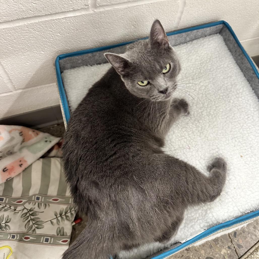 Enlarge Pizza, a Adoptable Domestic Short Hair in Phoenix, AZ image 2/6