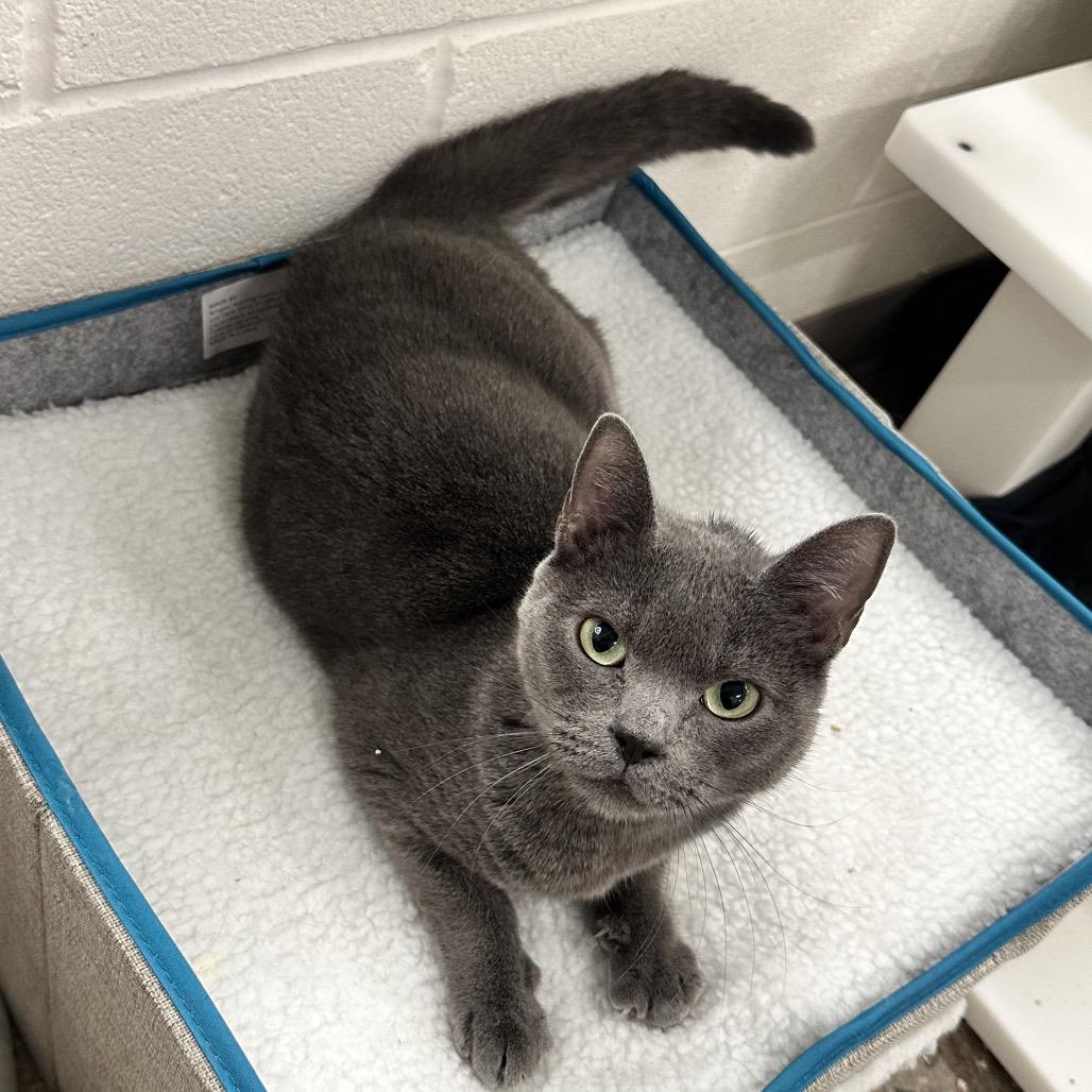 Enlarge Pizza, a Adoptable Domestic Short Hair in Phoenix, AZ image 3/6