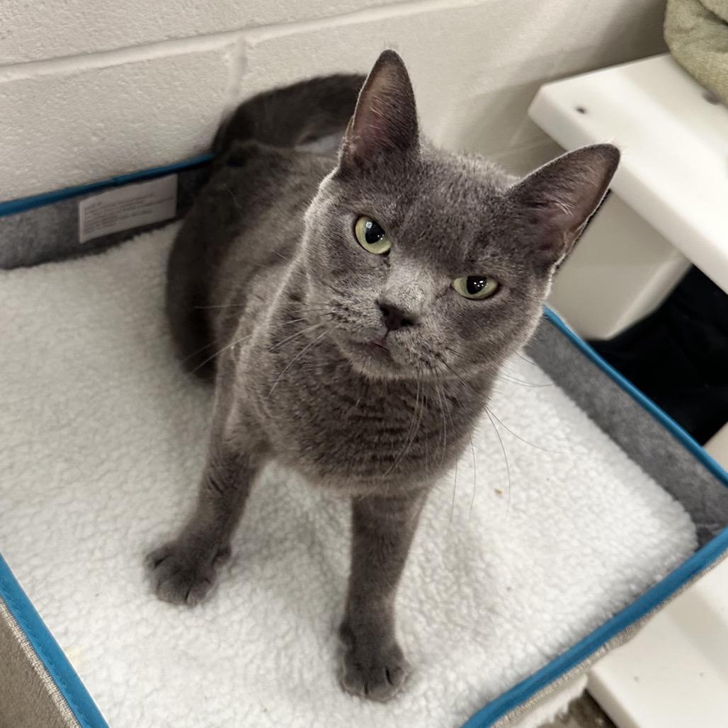 Enlarge Pizza, a Adoptable Domestic Short Hair in Phoenix, AZ image 4/6