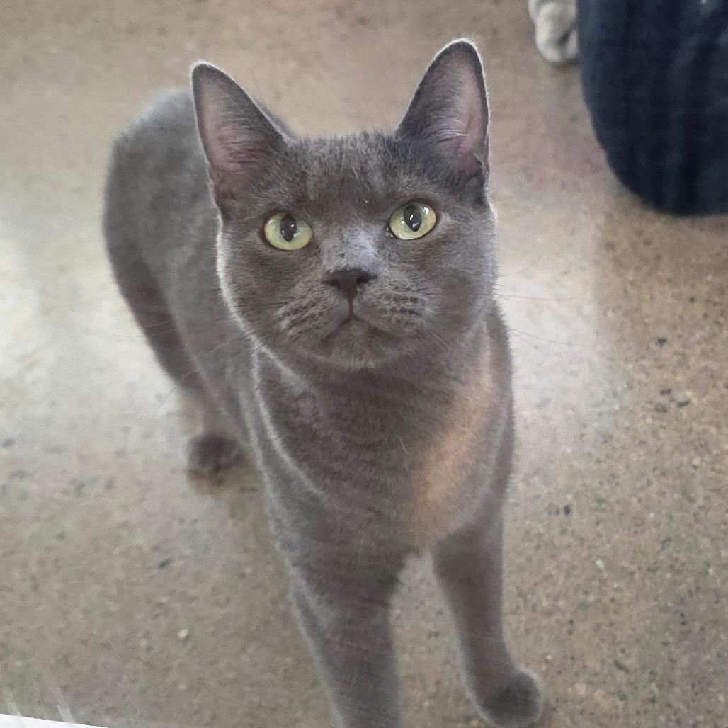 Enlarge Pizza, a Adoptable Domestic Short Hair in Phoenix, AZ image 5/6