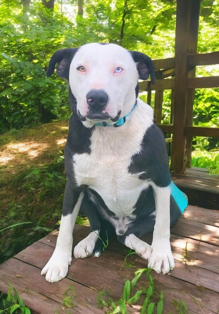 Edward, Adoptable, Young Male Australian Shepherd & American Bully.