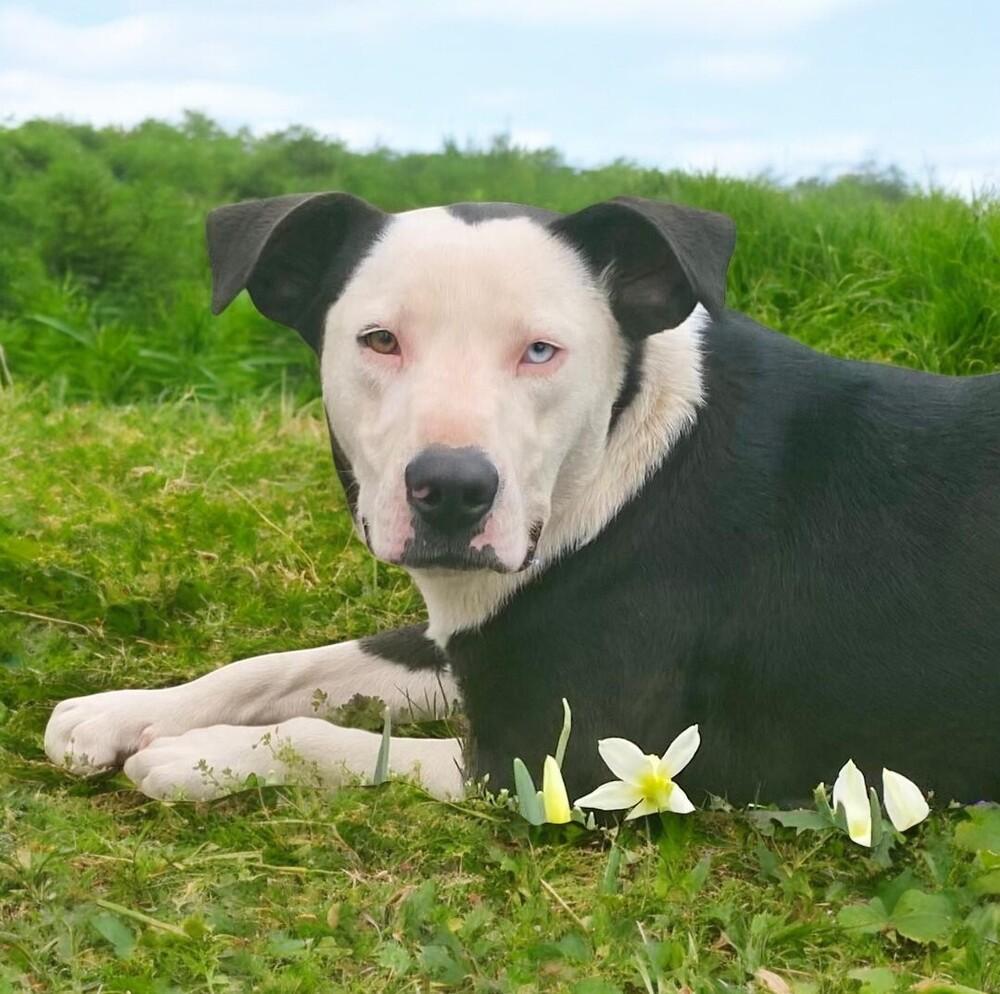 Edward, a Adoptable mixed breed in Pulaski, TN image 2/4