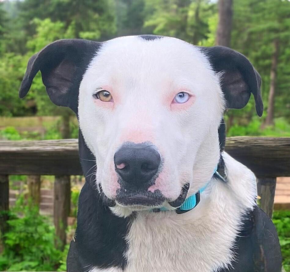 Edward, a Adoptable mixed breed in Pulaski, TN image 4/4