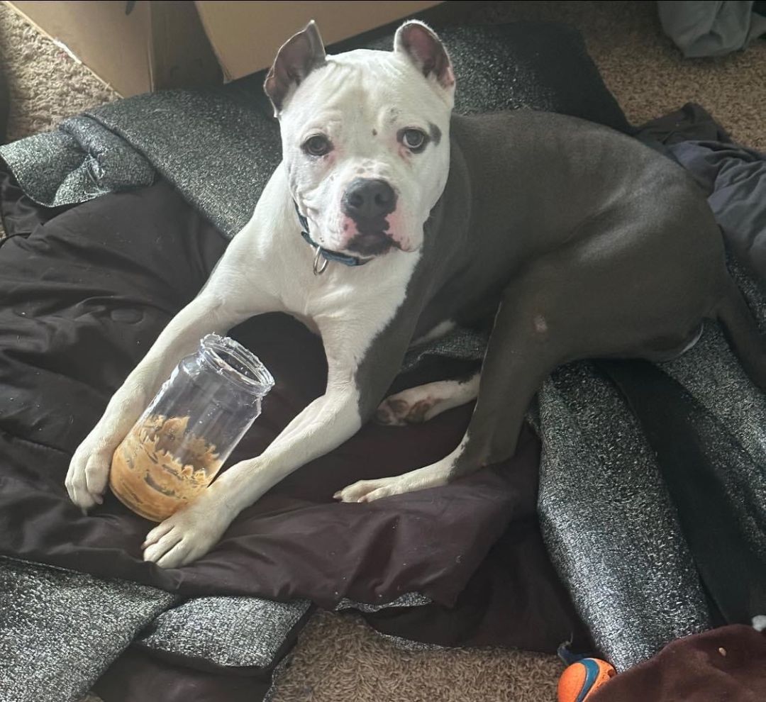 Gino, a Adoptable mixed breed in Greenwood, IN image 1/6