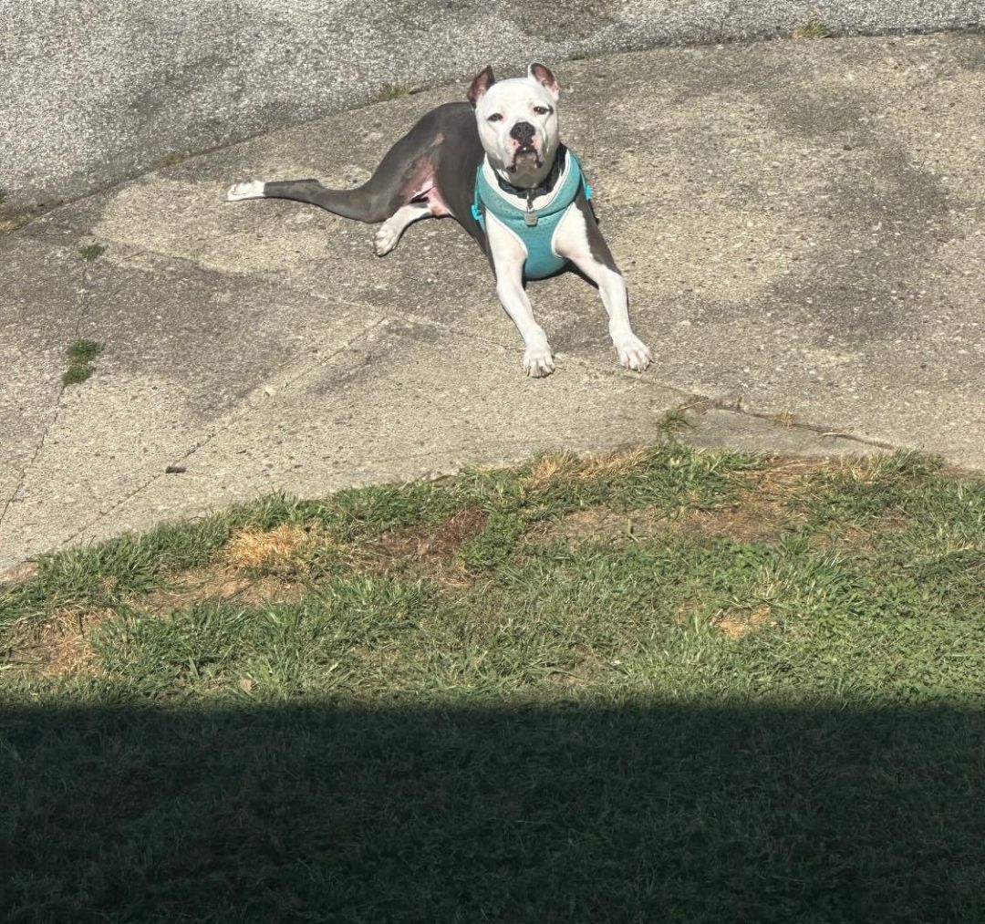Gino, a Adoptable mixed breed in Greenwood, IN image 2/6