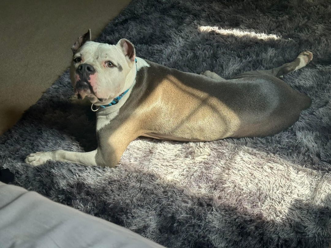 Gino — thumbnail 3