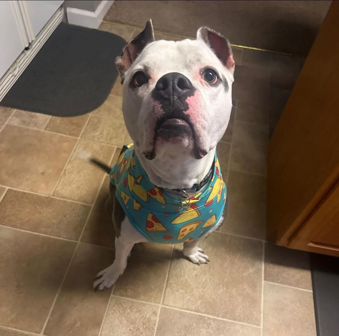 Gino — thumbnail 4