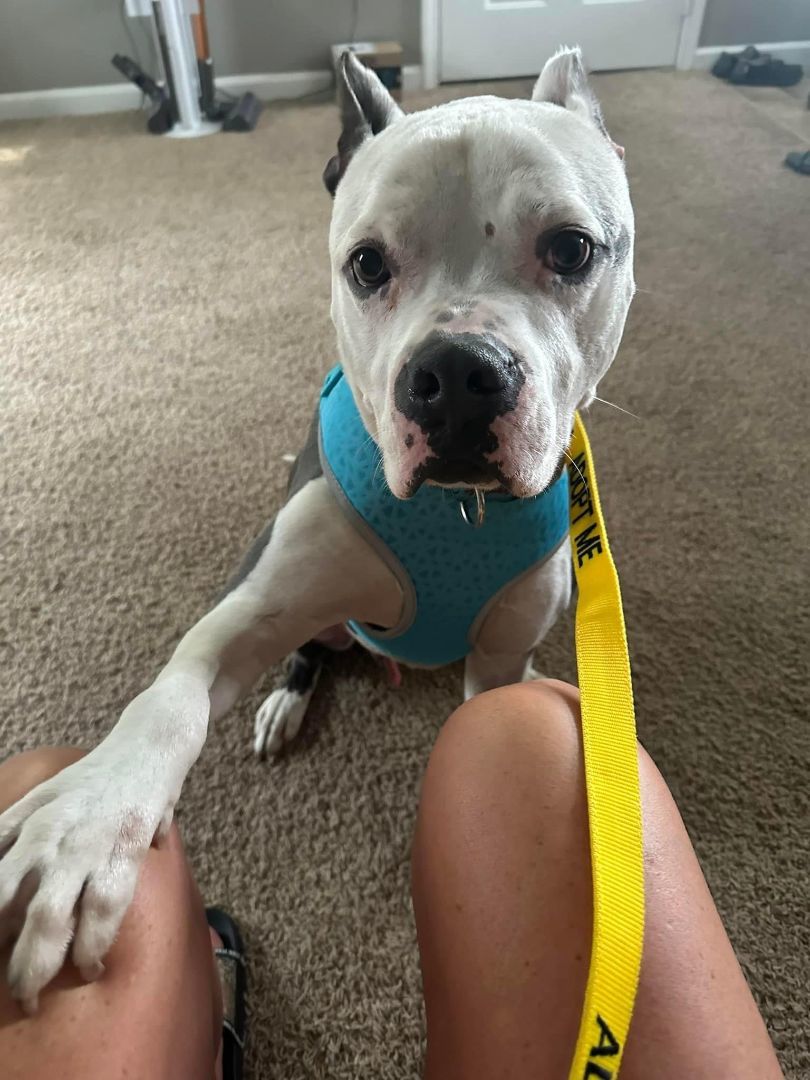 Gino — thumbnail 5