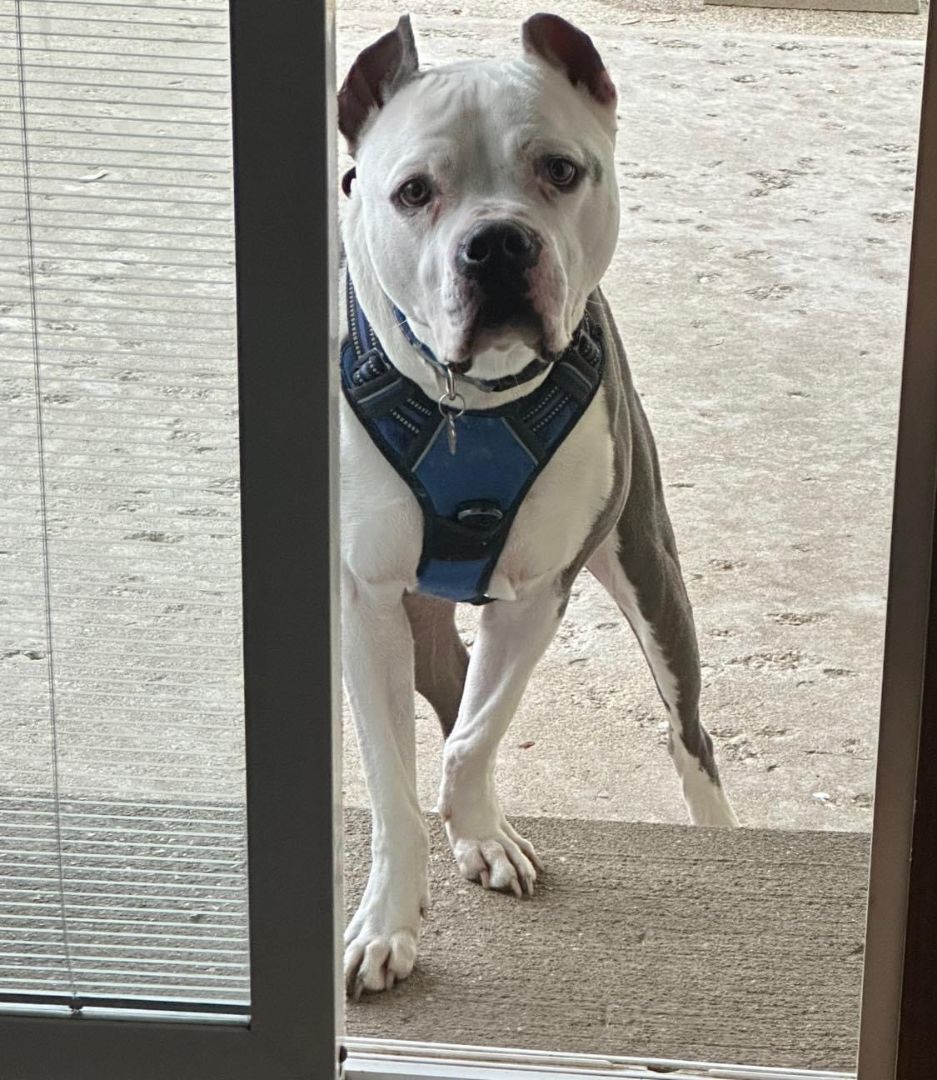 Gino, a Adoptable mixed breed in Greenwood, IN image 6/6