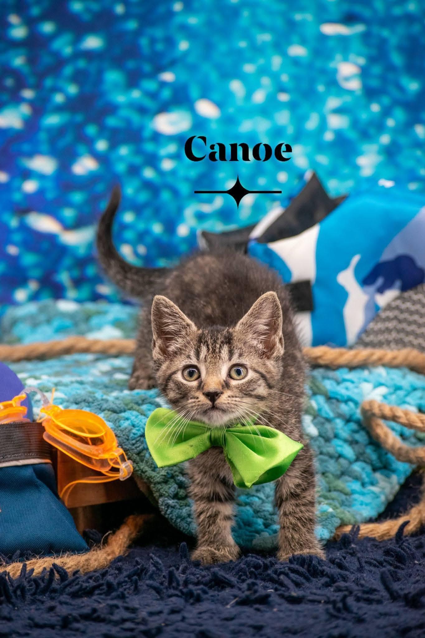 Canoe, a ADOPTABLE Domestic Short Hair in Sevierville, TN image 1/5