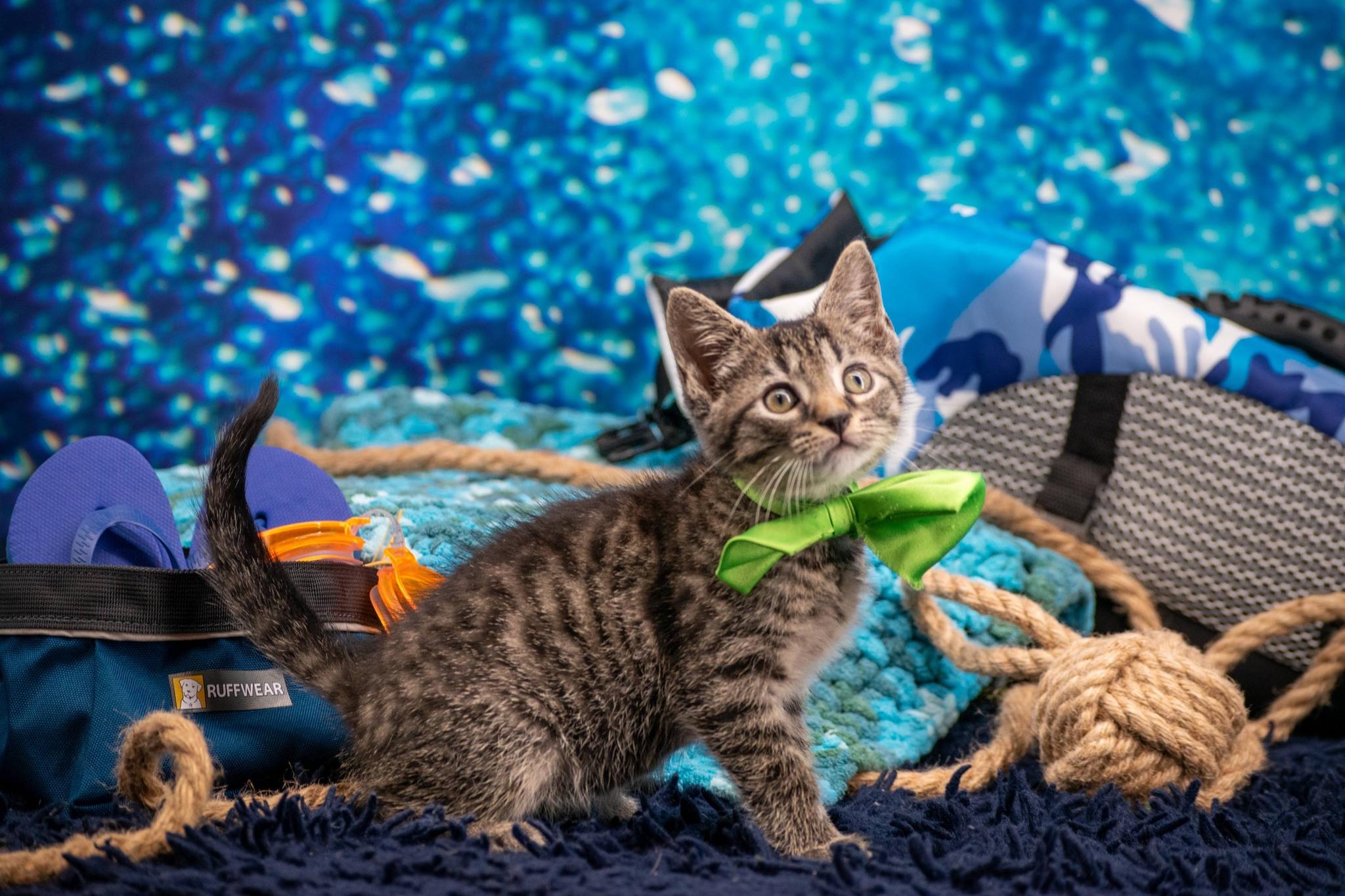 Canoe, a ADOPTABLE Domestic Short Hair in Sevierville, TN image 4/5