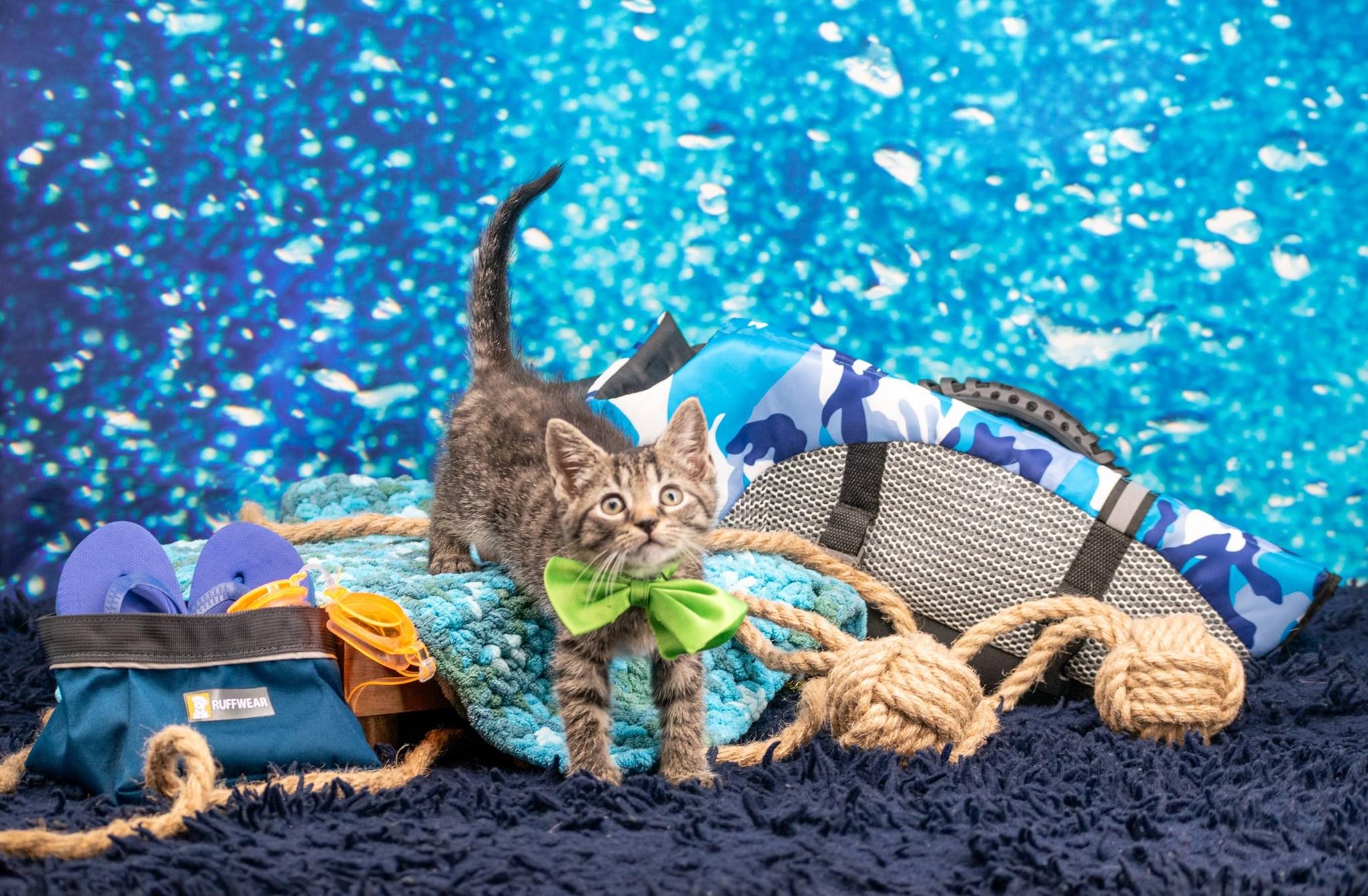 Canoe, a ADOPTABLE Domestic Short Hair in Sevierville, TN image 3/5