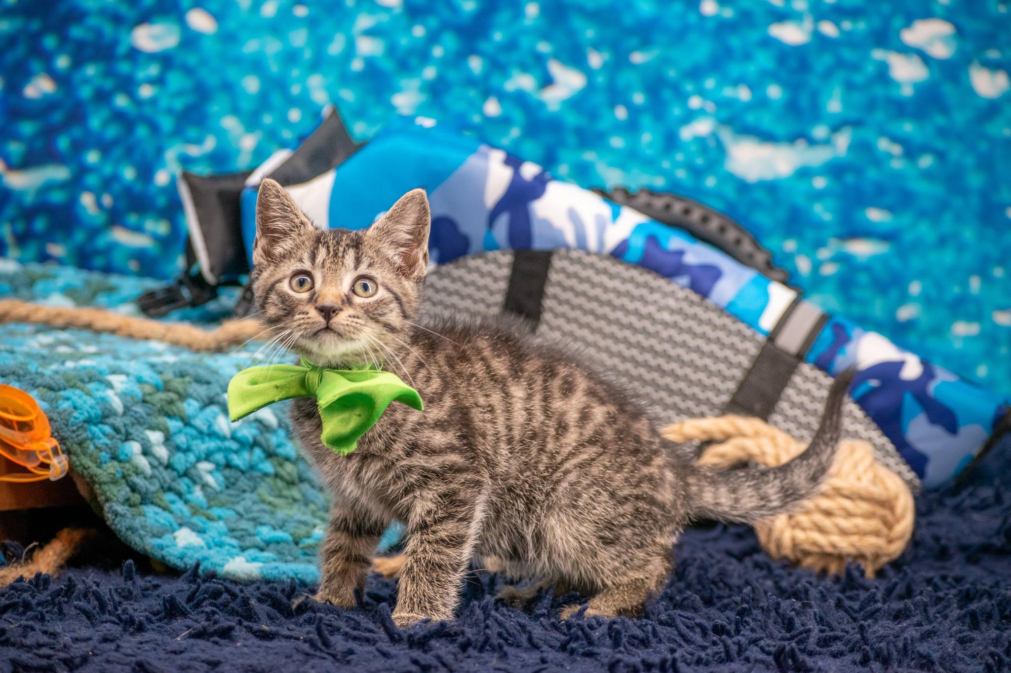 Canoe, a ADOPTABLE Domestic Short Hair in Sevierville, TN image 2/5
