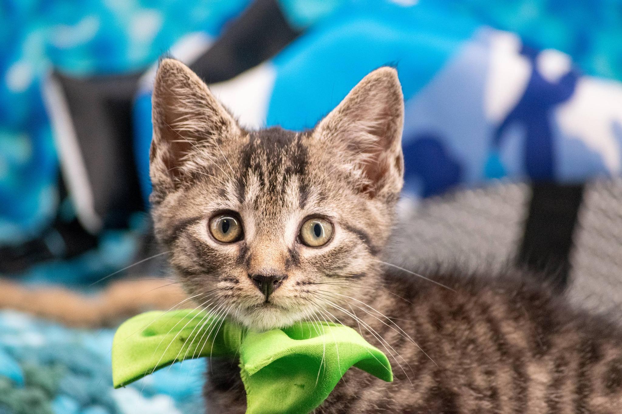 Canoe, a ADOPTABLE Domestic Short Hair in Sevierville, TN image 5/5