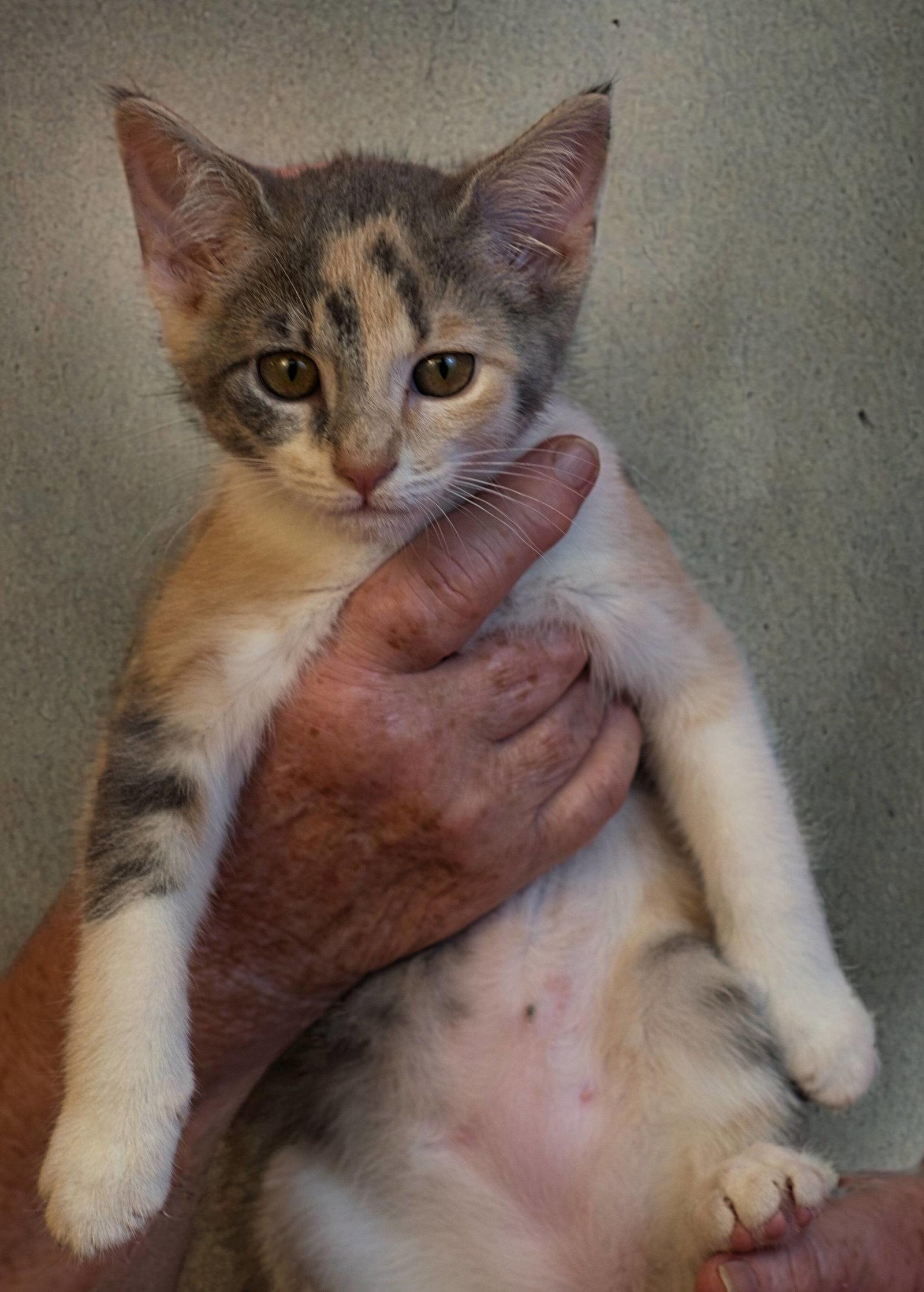 Enlarge Grace, a Adoptable mixed breed in Holly Springs, MS image 1/1