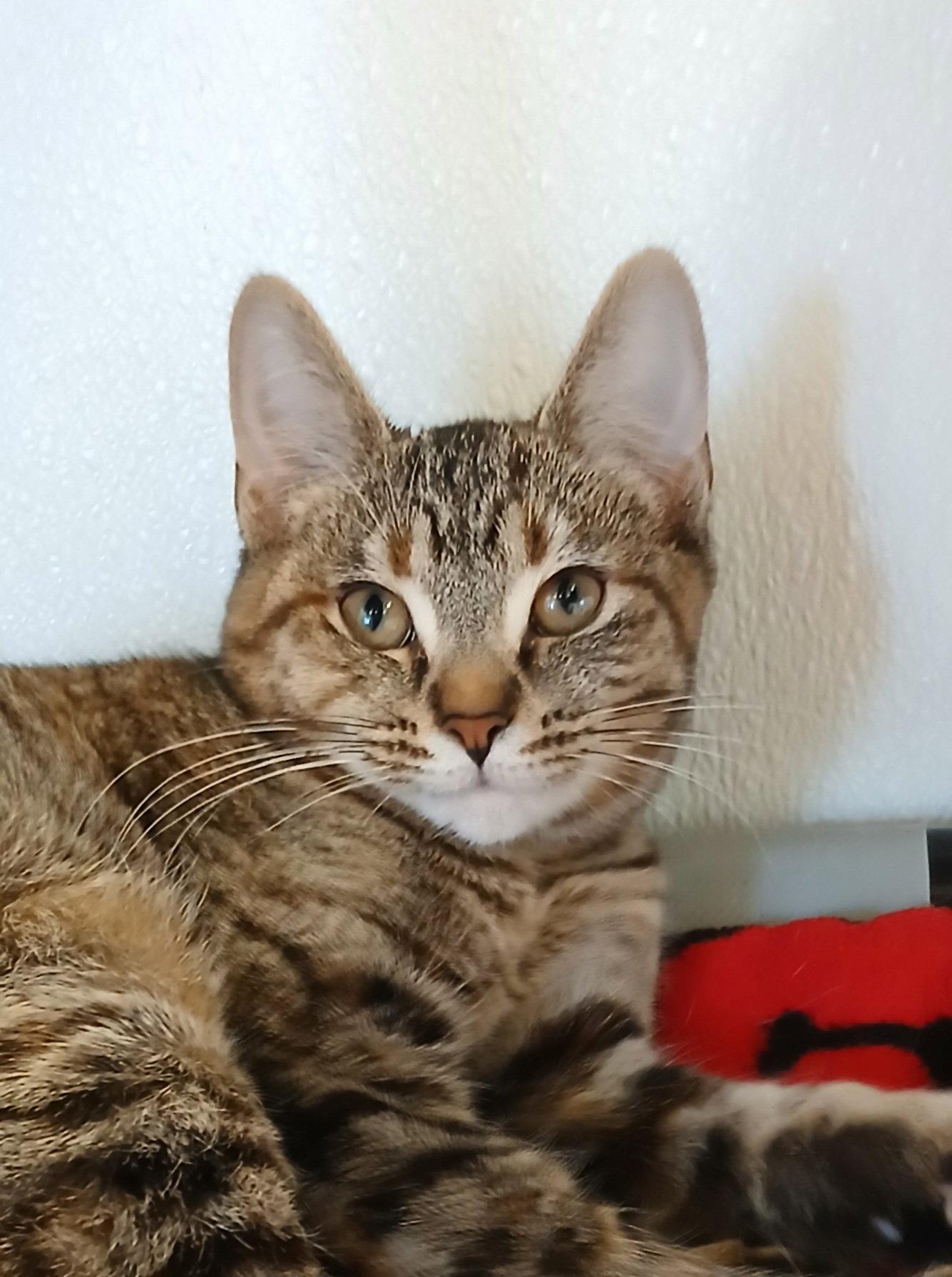 Toffee, Adoptable, Kitten Female Tabby & Domestic Short Hair.