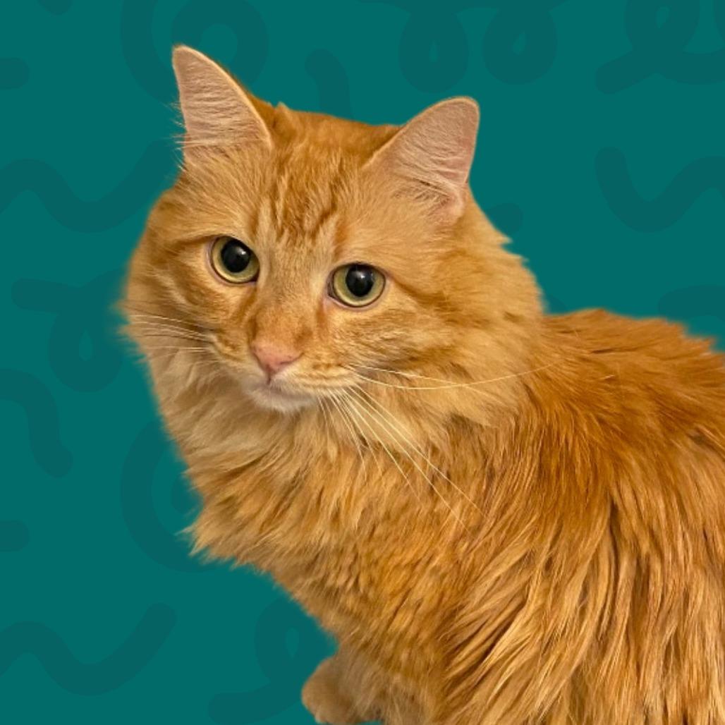 Eddie, Adoptable, Senior Male Domestic Long Hair.
