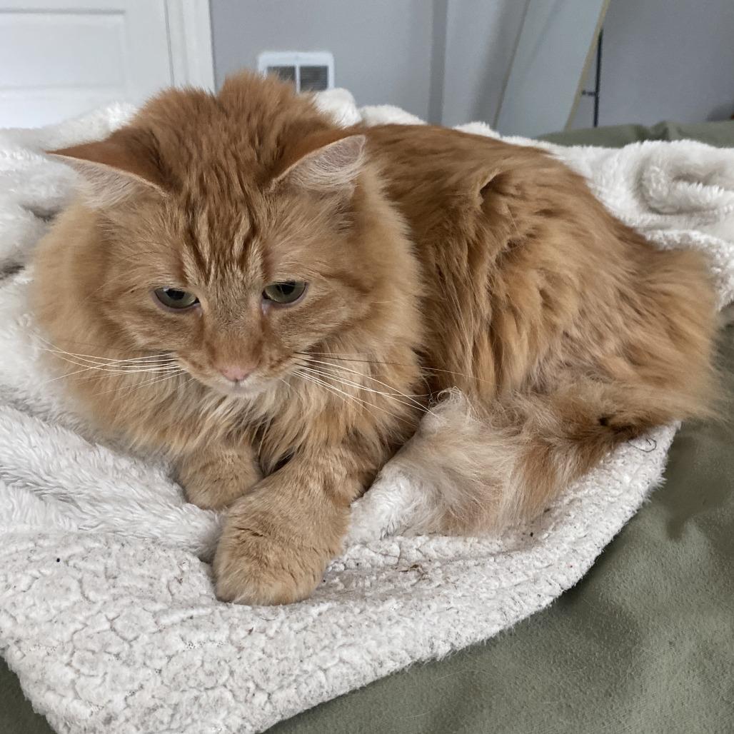 Enlarge Eddie, a Adoptable Domestic Long Hair in Reno, NV image 2/4