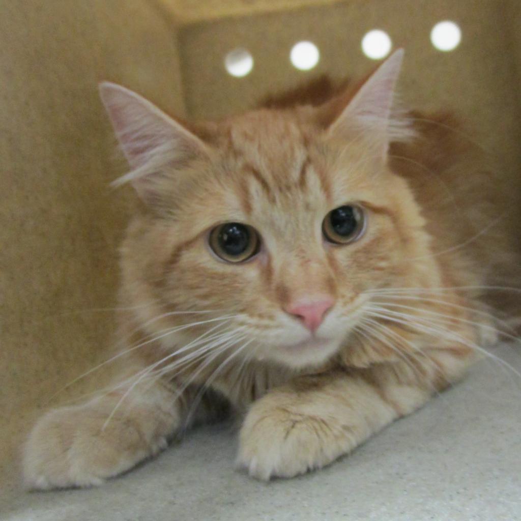 Enlarge Eddie, a Adoptable Domestic Long Hair in Reno, NV image 3/4