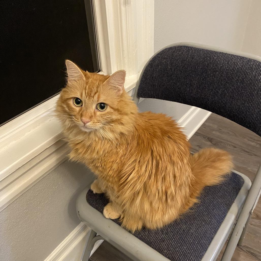 Enlarge Eddie, a Adoptable Domestic Long Hair in Reno, NV image 4/4
