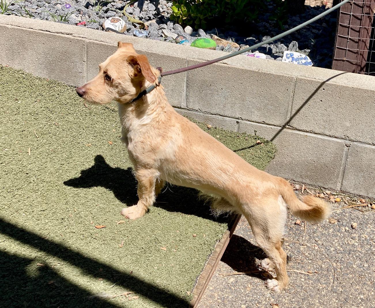 Enlarge Chip, an adopted mixed breed in Camp Pendleton, CA image 3/6