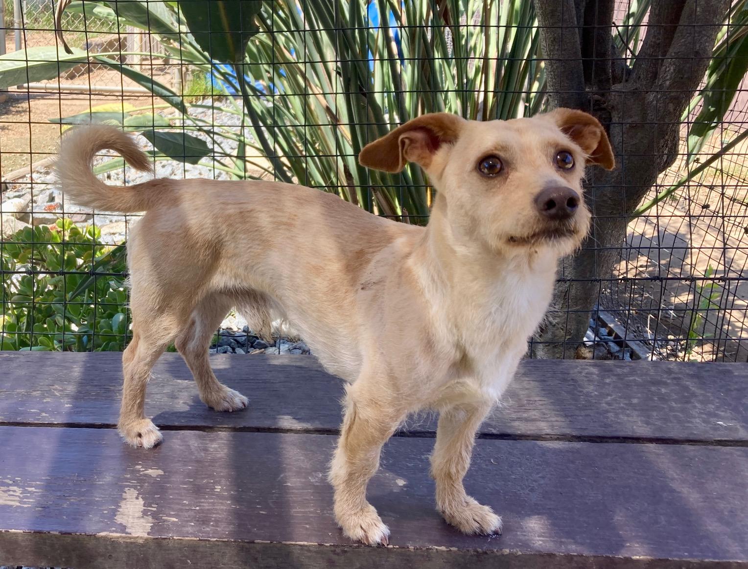 Enlarge Chip, an adopted mixed breed in Camp Pendleton, CA image 5/6