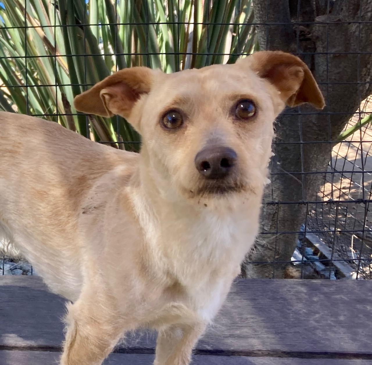 Enlarge Chip, an adopted mixed breed in Camp Pendleton, CA image 1/6