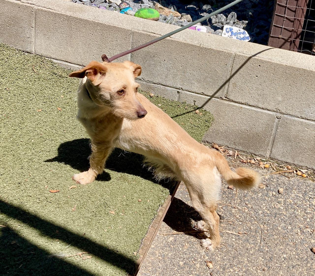 Enlarge Chip, an adopted mixed breed in Camp Pendleton, CA image 6/6
