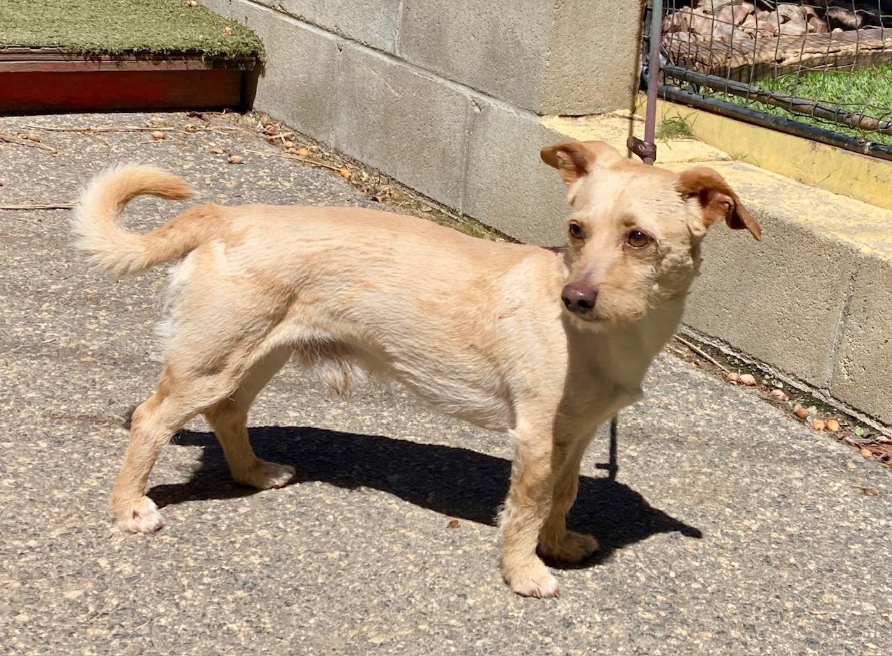Enlarge Chip, an adopted mixed breed in Camp Pendleton, CA image 4/6