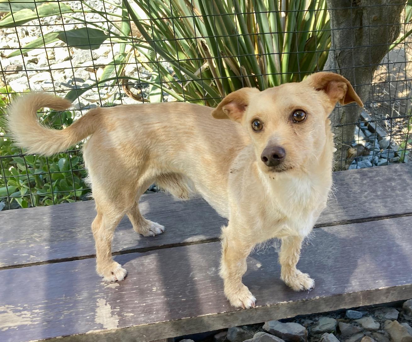 Enlarge Chip, an adopted mixed breed in Camp Pendleton, CA image 2/6