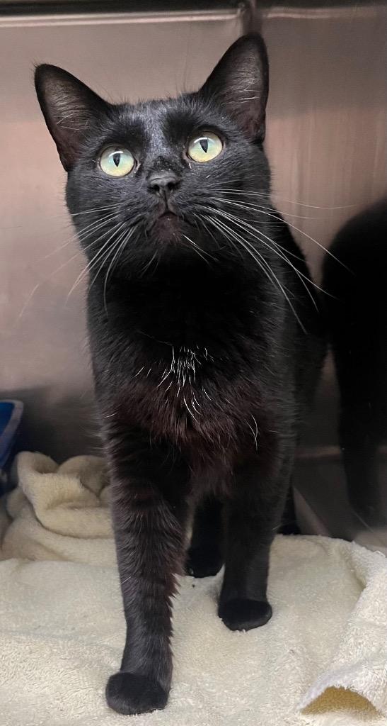 Starlight thumbnail 2