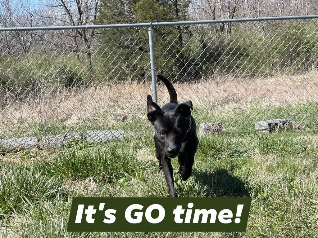 CRAIG( NEUTERED), Adoptable, Young Male Labrador Retriever & Mixed Breed.