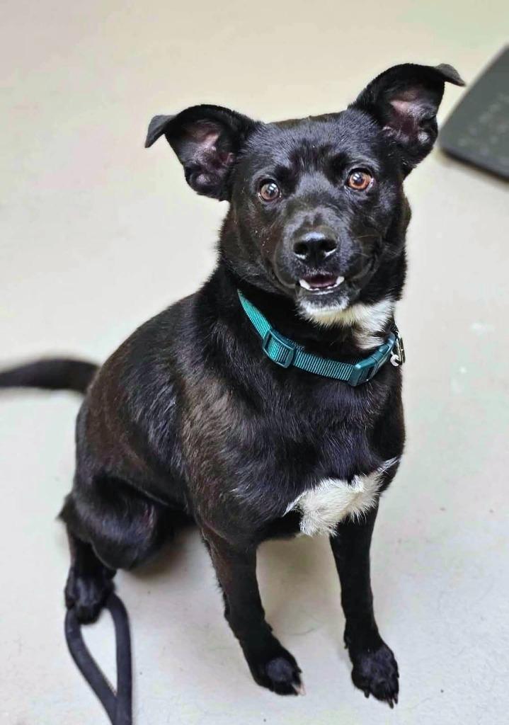 Enlarge CRAIG( NEUTERED), a Adoptable mixed breed in Crossville, TN image 2/3