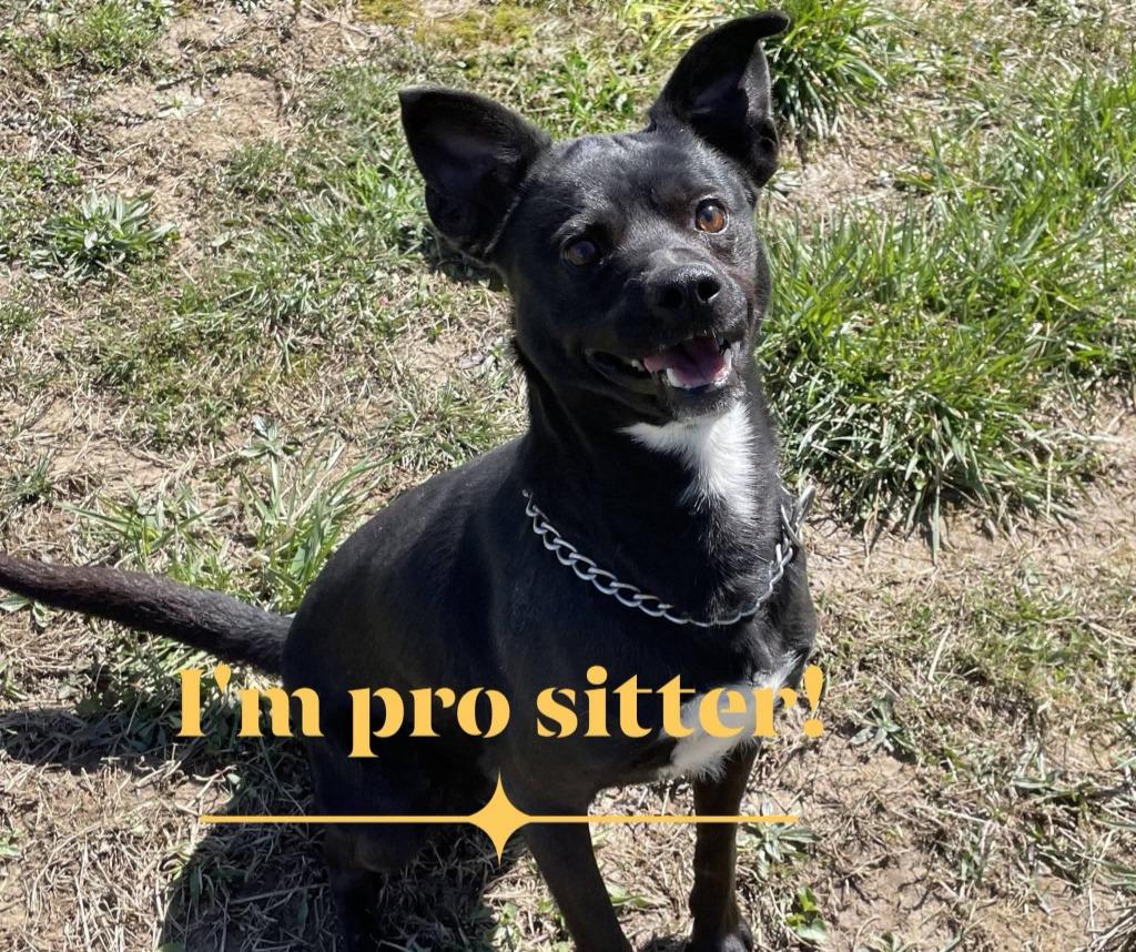 Enlarge CRAIG( NEUTERED), a Adoptable mixed breed in Crossville, TN image 3/3