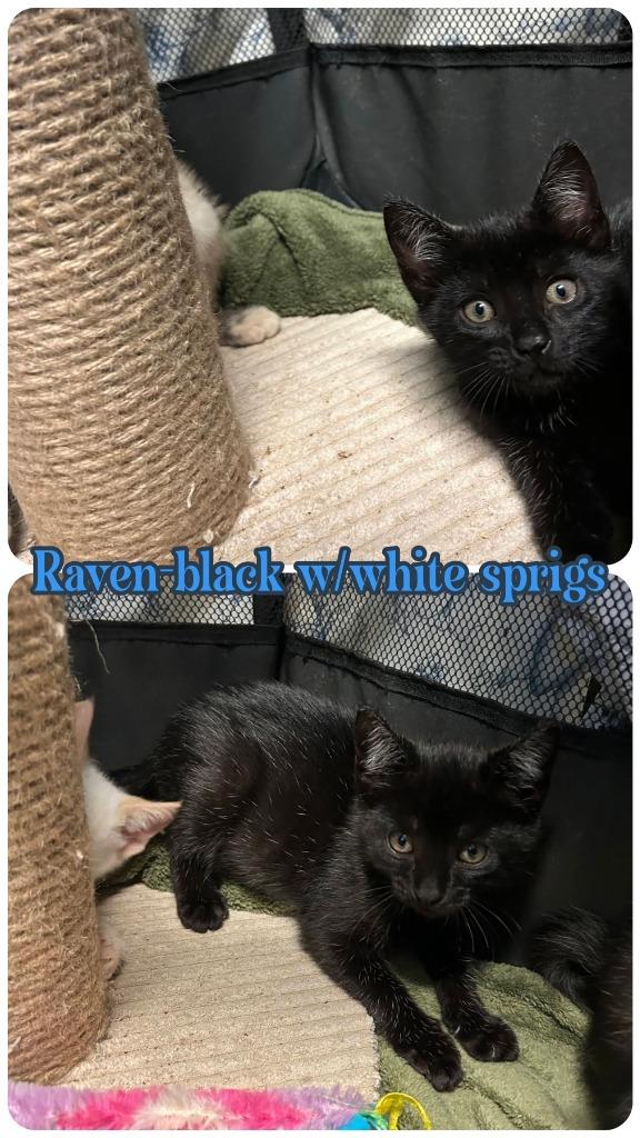 Raven, Adoptable, Kitten Male Domestic Short Hair.