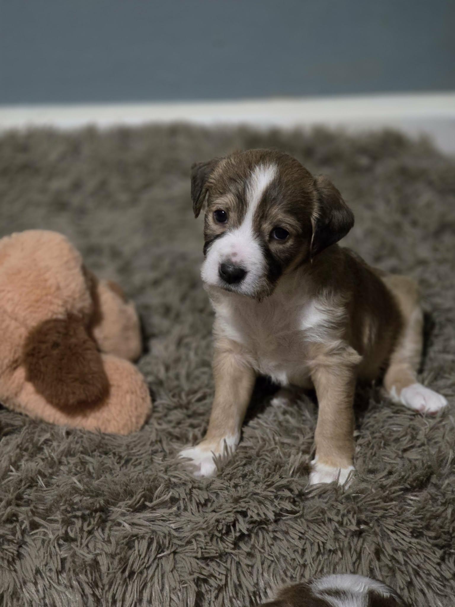 Plum, an adopted mixed breed in Lexington, NC image 2/4