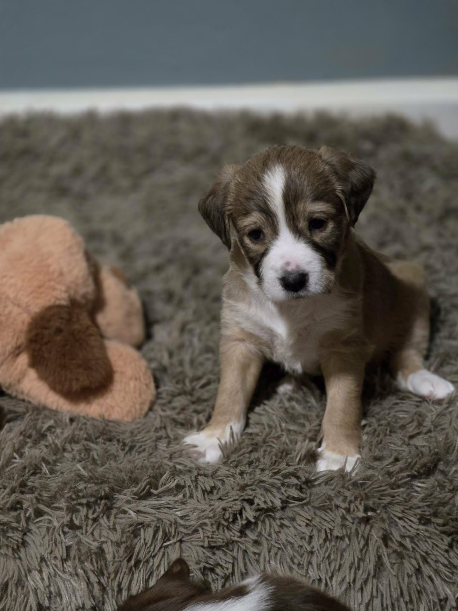 Plum, an adopted mixed breed in Lexington, NC image 3/4