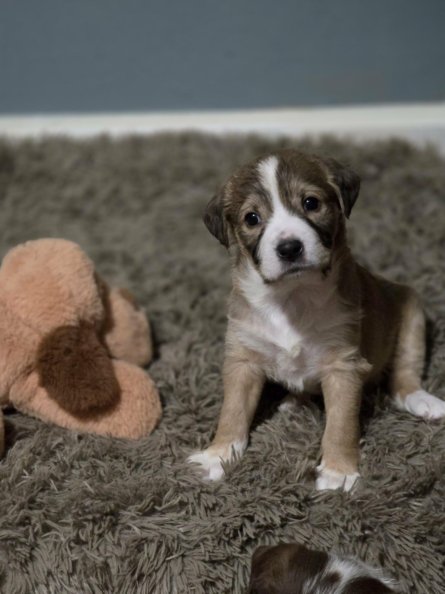 Plum, adopted, Puppy Female Chihuahua.