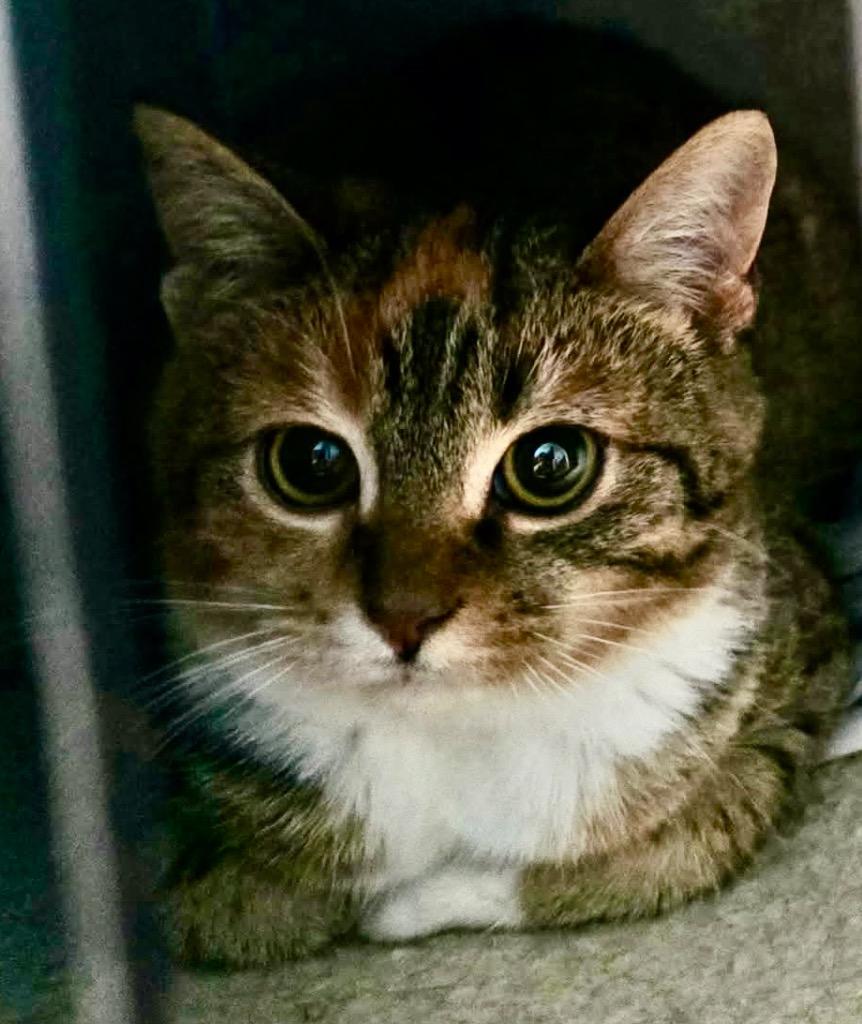 Enlarge Calico Girl, a Adoptable mixed breed in Greeneville, TN image 1/1