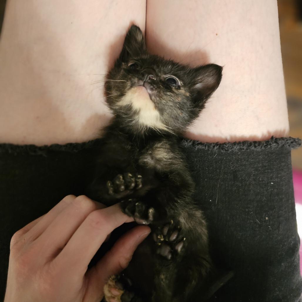 Andromeda 26-035, Adoptable, Kitten Female Domestic Short Hair.