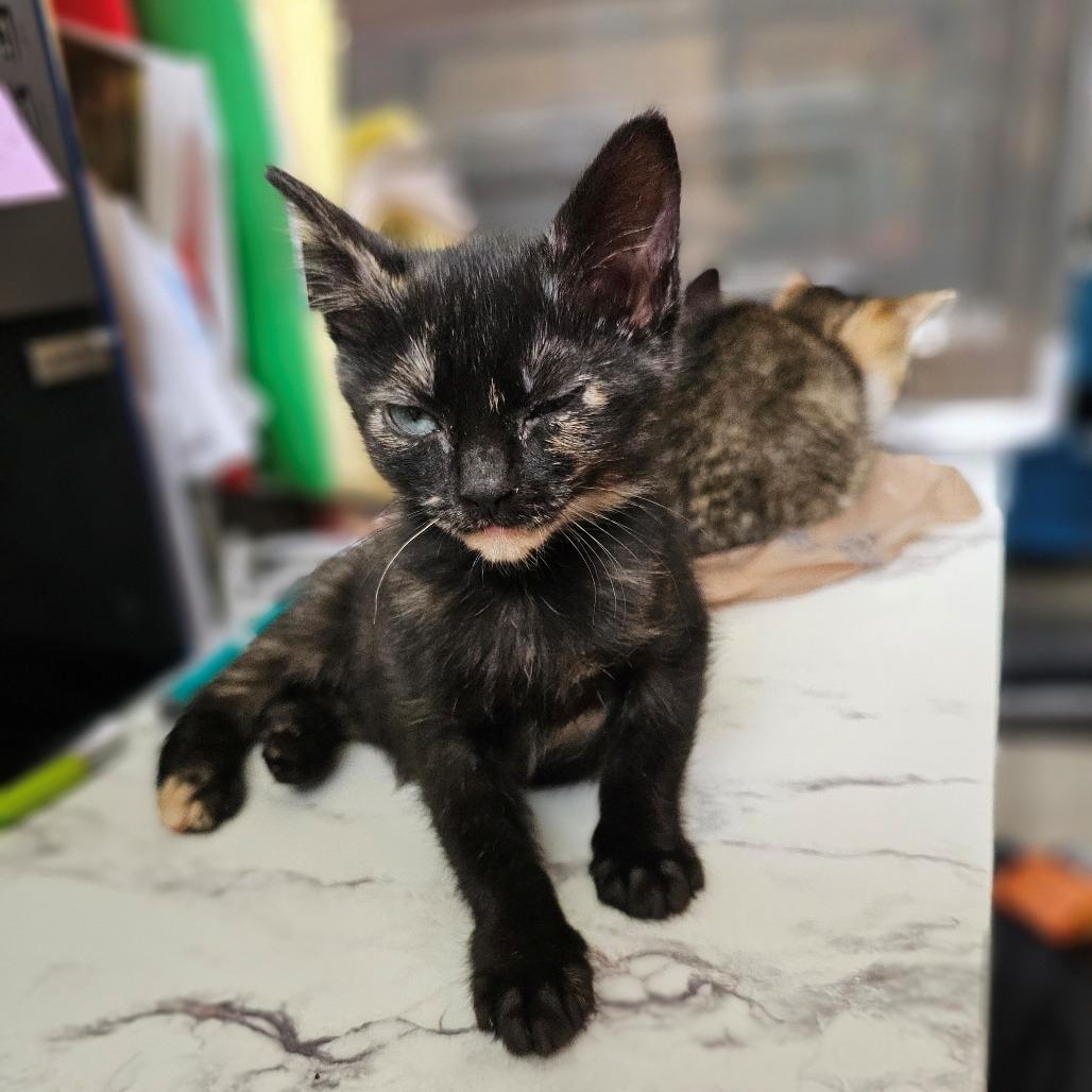 Andromeda 26-035, a Adoptable Domestic Short Hair in Little Rock, AR image 3/6