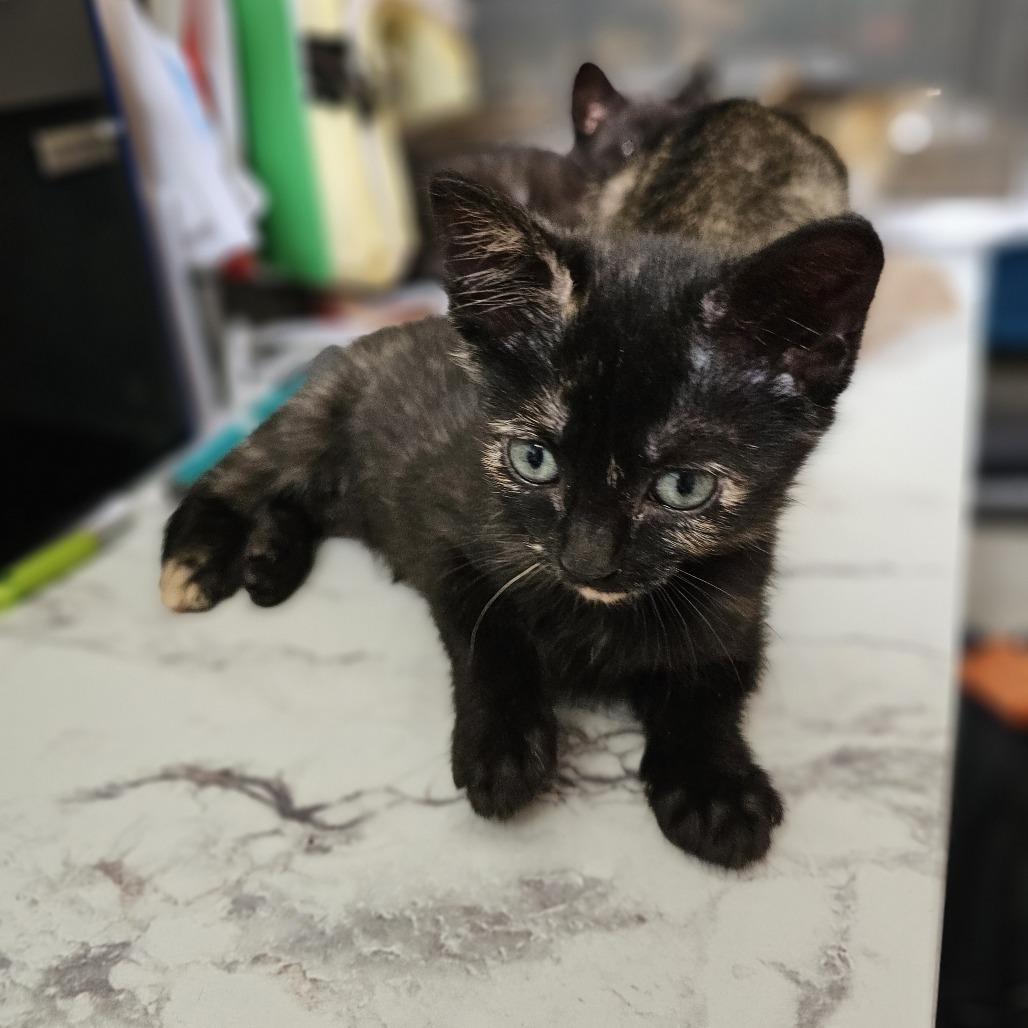 Andromeda 26-035, a Adoptable Domestic Short Hair in Little Rock, AR image 4/6