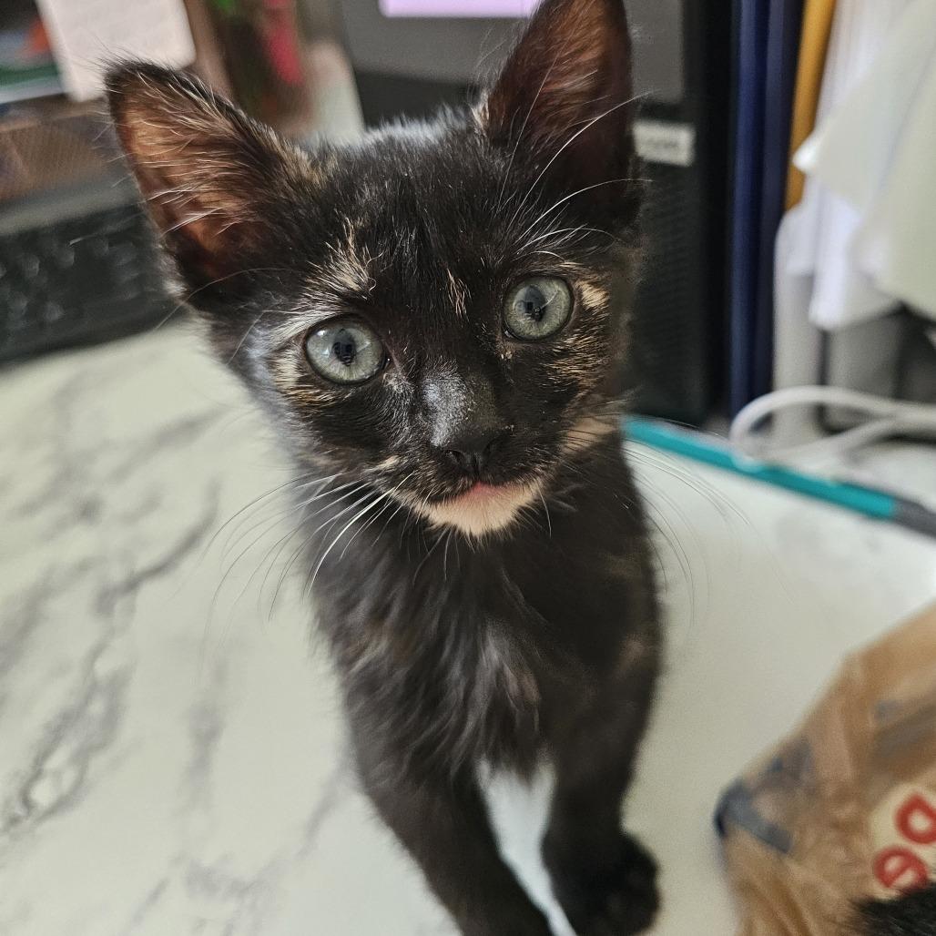 Andromeda 26-035, a Adoptable Domestic Short Hair in Little Rock, AR image 5/6