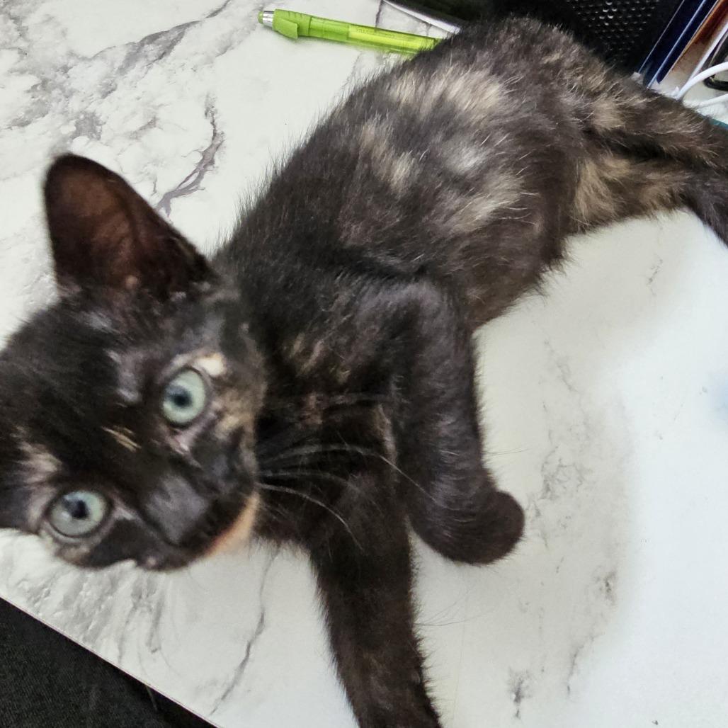 Andromeda 26-035, a Adoptable Domestic Short Hair in Little Rock, AR image 6/6