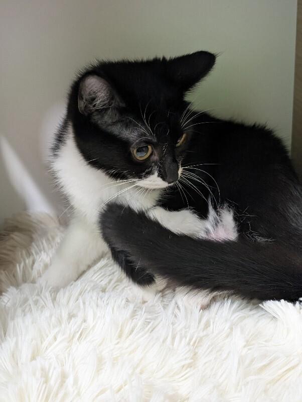 Enlarge Allie, a Adoptable Domestic Short Hair in Adrian, MI image 1/2