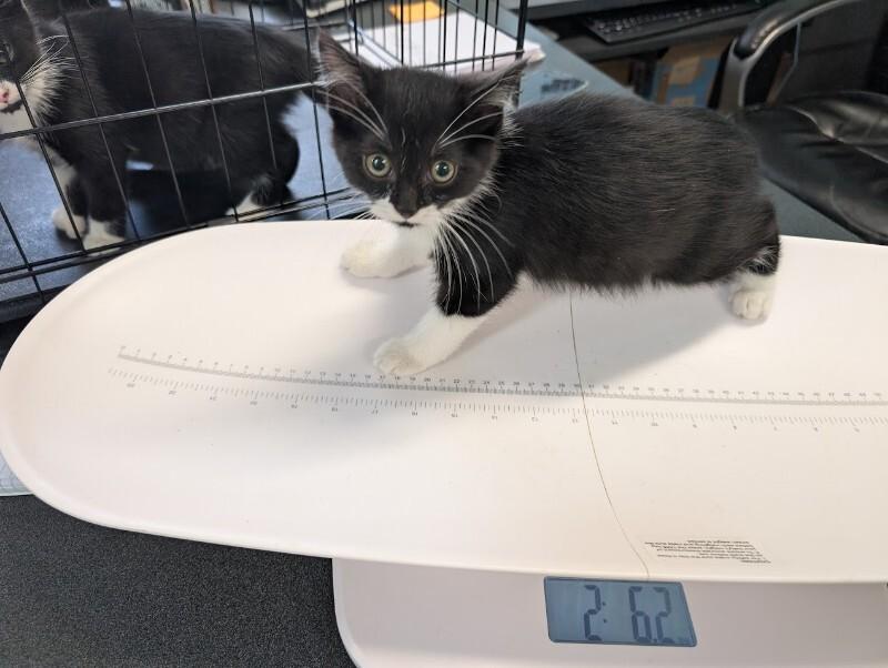 Enlarge Allie, a Adoptable Domestic Short Hair in Adrian, MI image 2/2