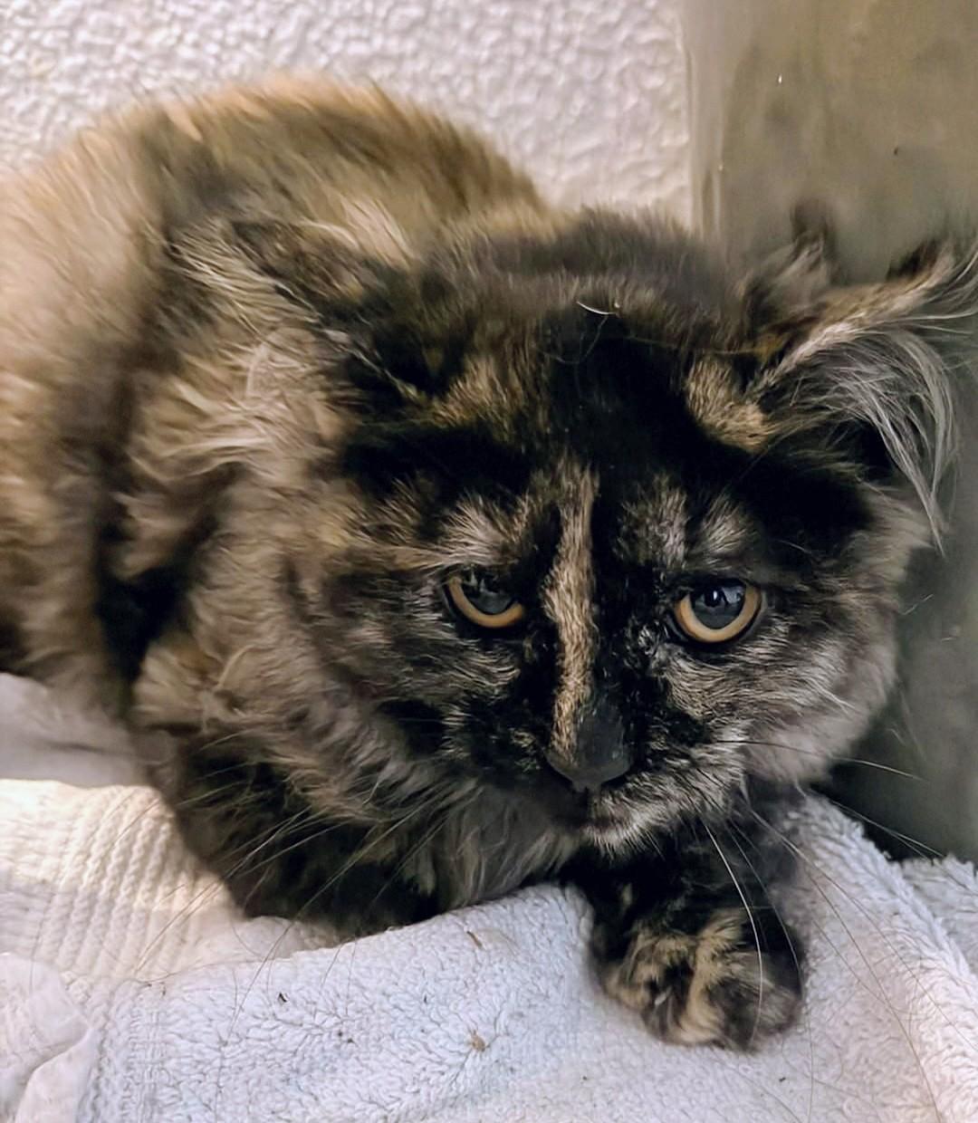 Enlarge Sparks, a Adoptable Domestic Medium Hair in Reno, NV image 2/2