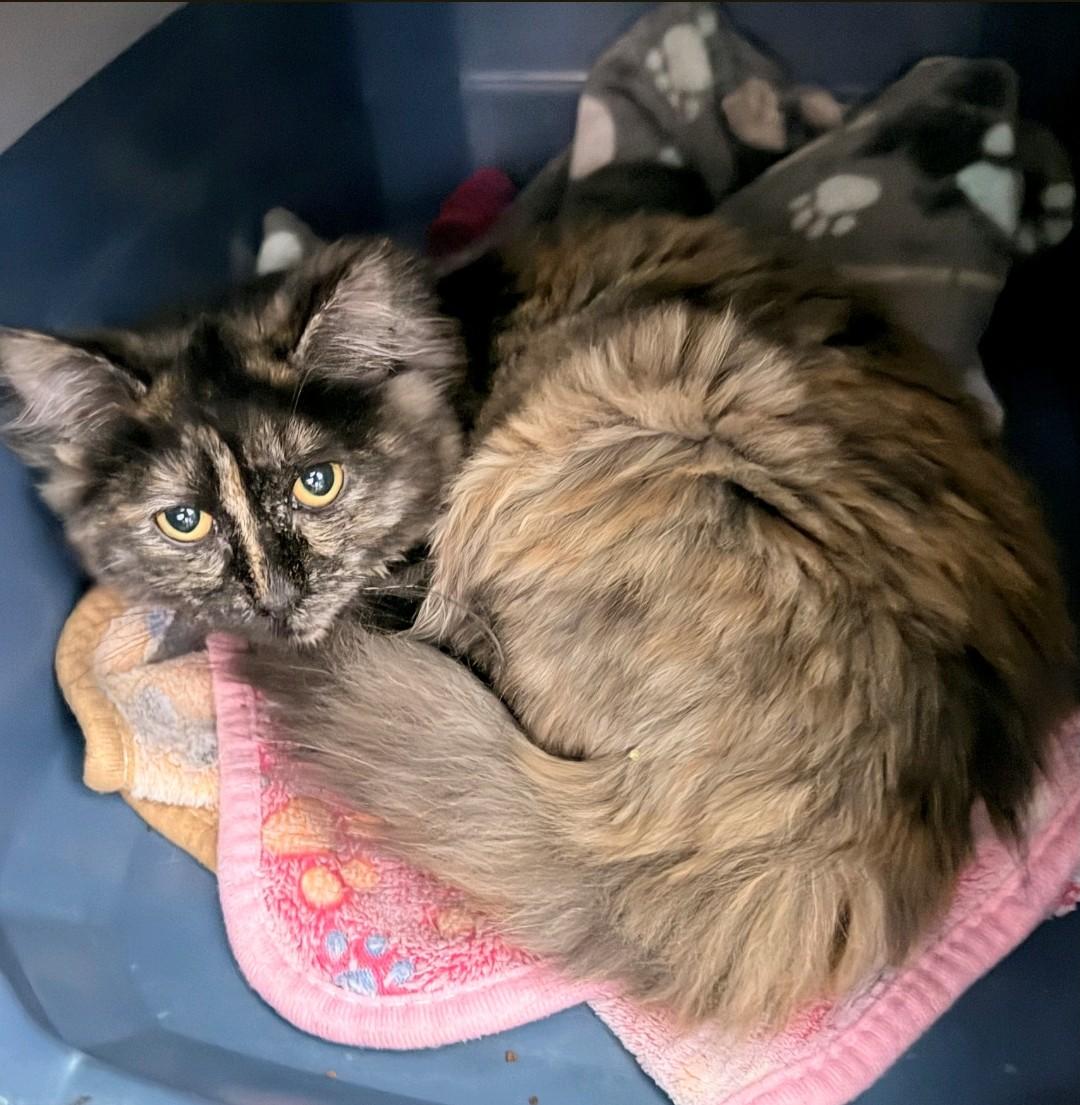 Enlarge Sparks, a Adoptable Domestic Medium Hair in Reno, NV image 1/2