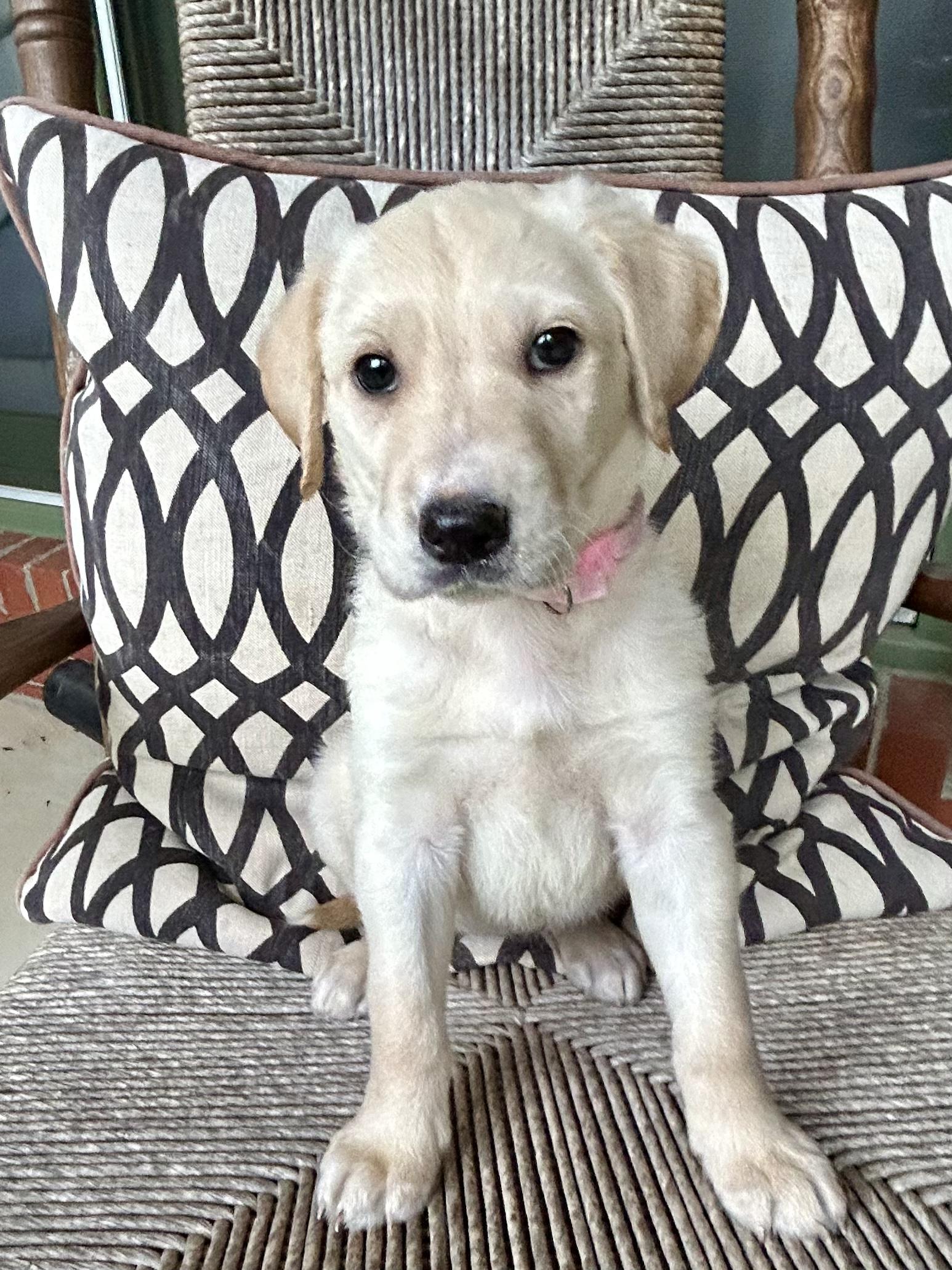 DOTTIE, Baby Female Goldendoodle
